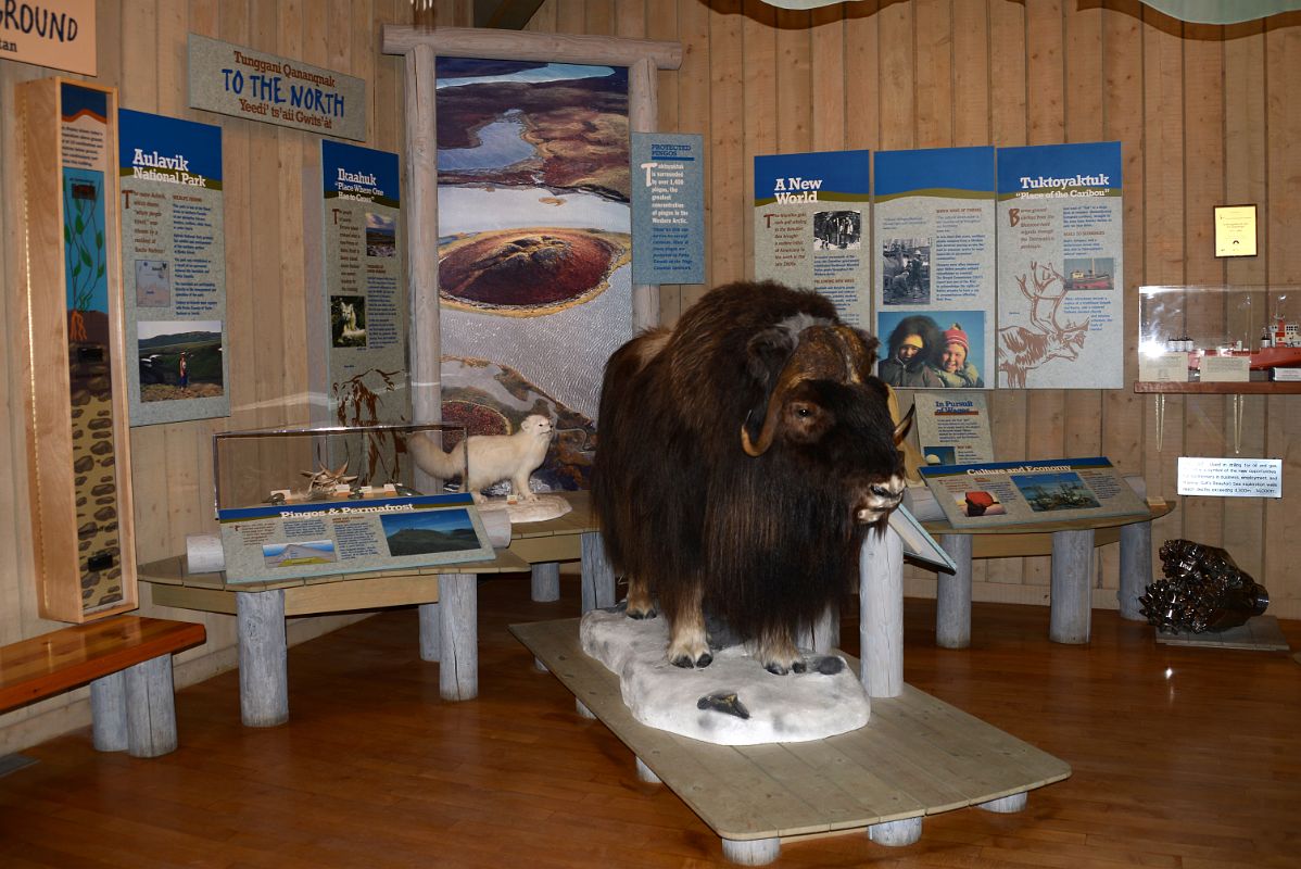 09A The Northern Areas Display Includes the Muskox Inside The Western Arctic Regional Visitor Centre In Inuvik Northwest Territories